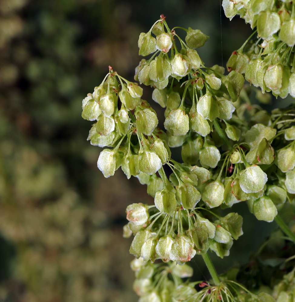 Image of Rumex confertus specimen.