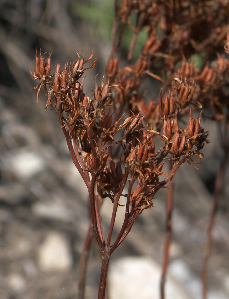 Image of Sedum spurium specimen.