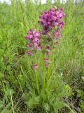 Pedicularis uliginosa. Цветущее растение. Республика Бурятия, Баунтовский эвенкийский р-н, окр. пос. Северный, долина р. Има, сырой луг с кустарниками. 25.06.2013.