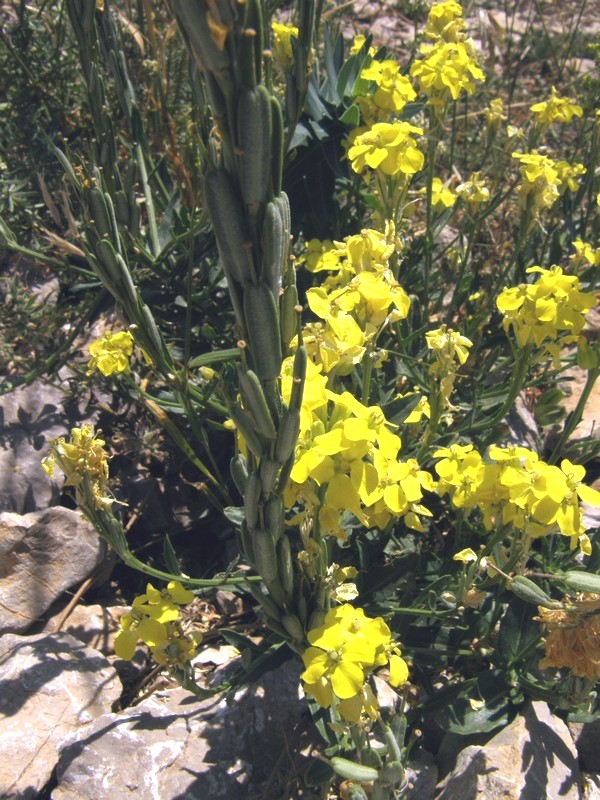 Изображение особи Erysimum cuspidatum.