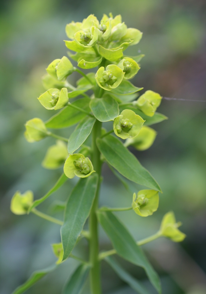 Изображение особи род Euphorbia.