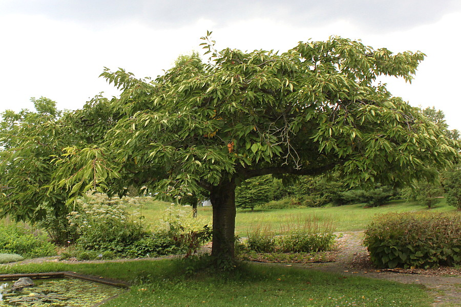 Image of Prunus serrulata specimen.