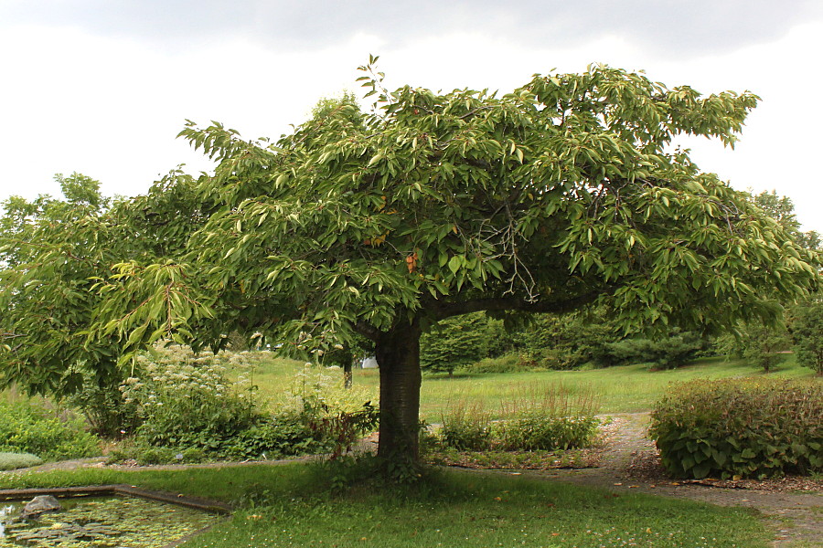 Изображение особи Prunus serrulata.