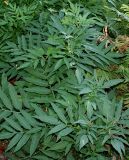 Sambucus ebulus. Отцветшее растение. Германия, г. Дюссельдорф, Ботанический сад университета. 04.09.2013.