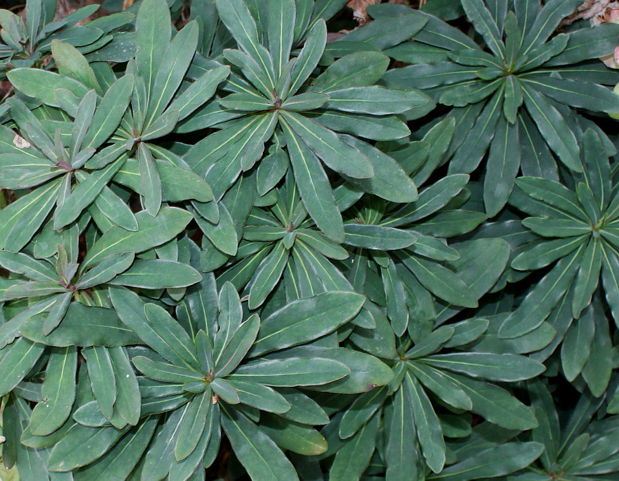 Image of Euphorbia amygdaloides specimen.