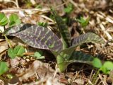 Dactylorhiza fuchsii