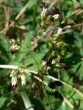 Hierochloe odorata