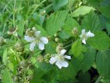 Rubus caesius