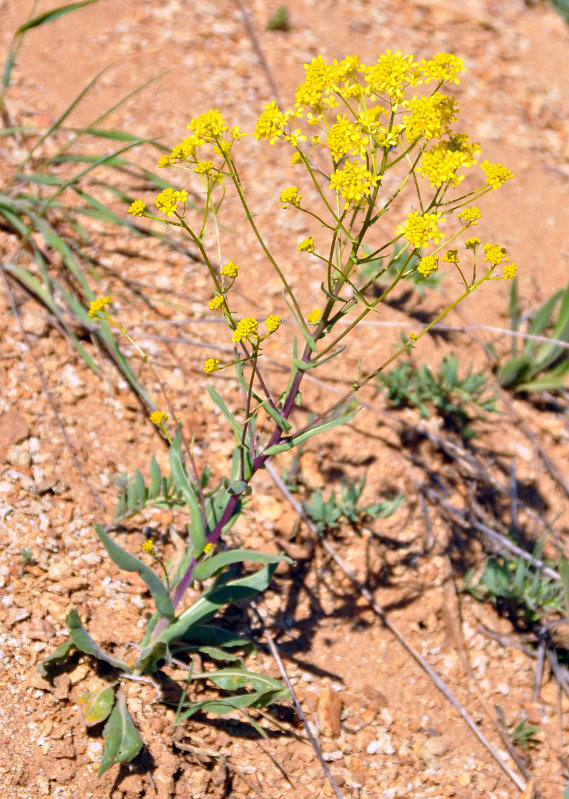 Image of genus Isatis specimen.