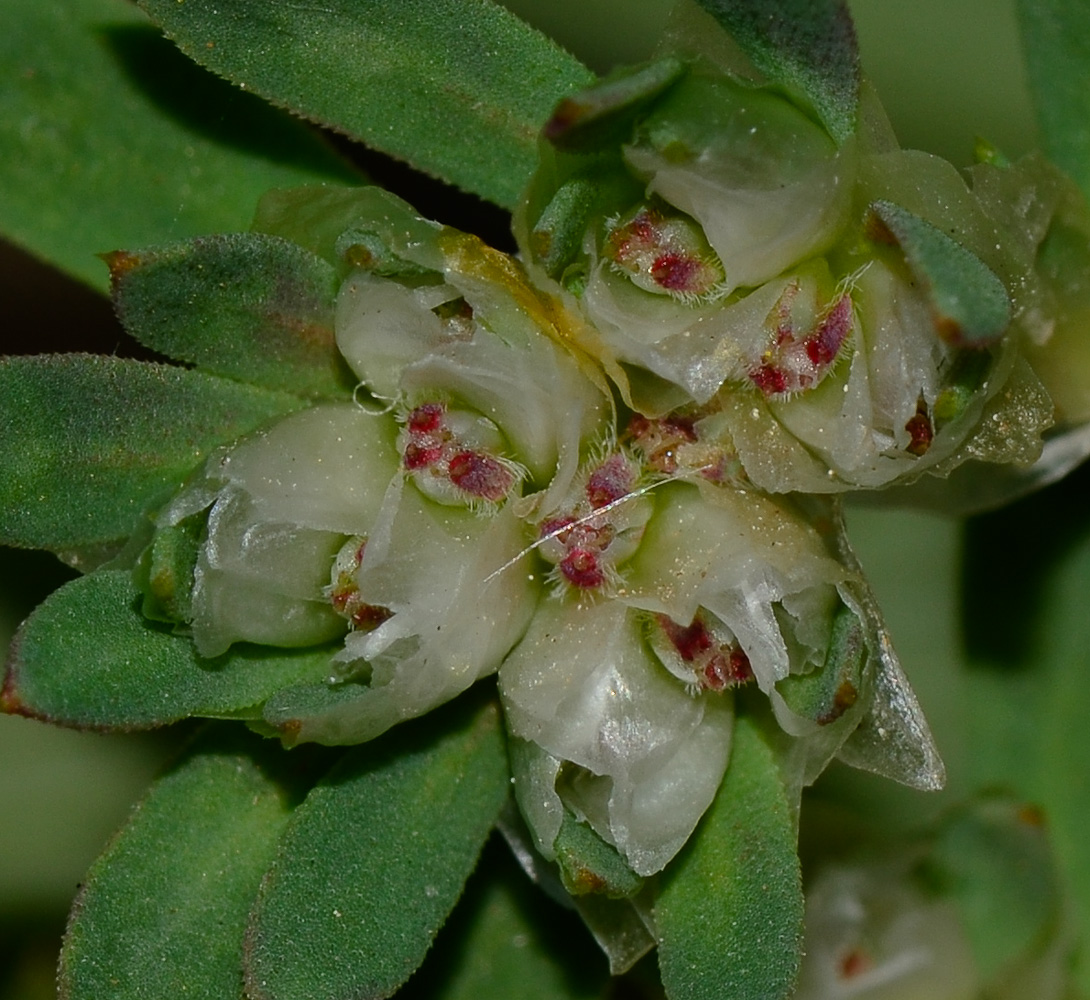 Image of Paronychia argentea specimen.