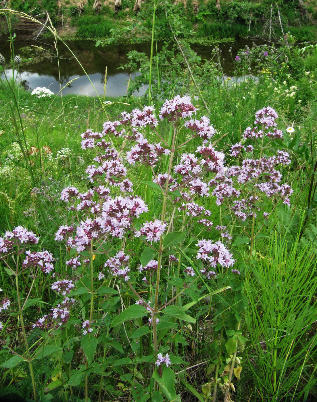 Изображение особи Origanum vulgare.