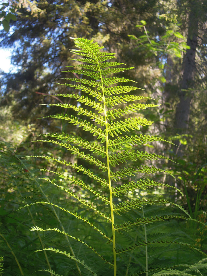 Image of Athyrium filix-femina specimen.