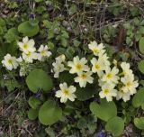 Primula vulgaris