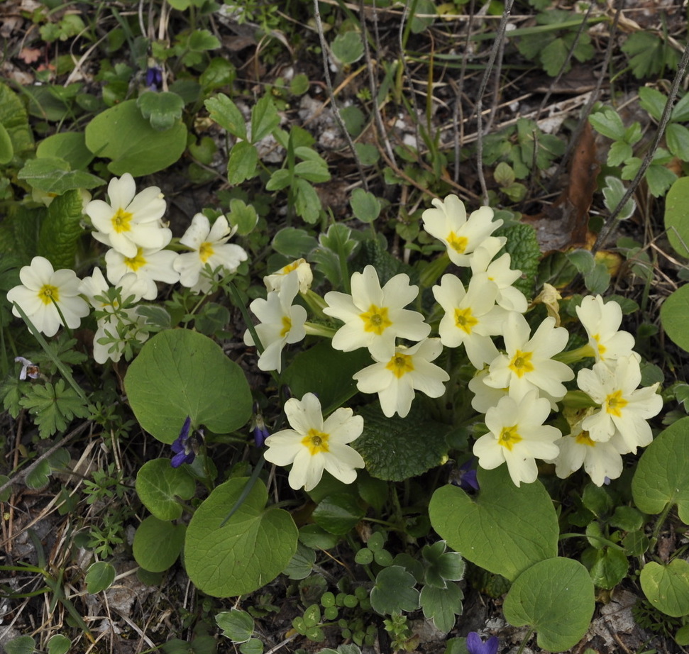 Изображение особи Primula vulgaris.