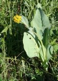 Ligularia altaica