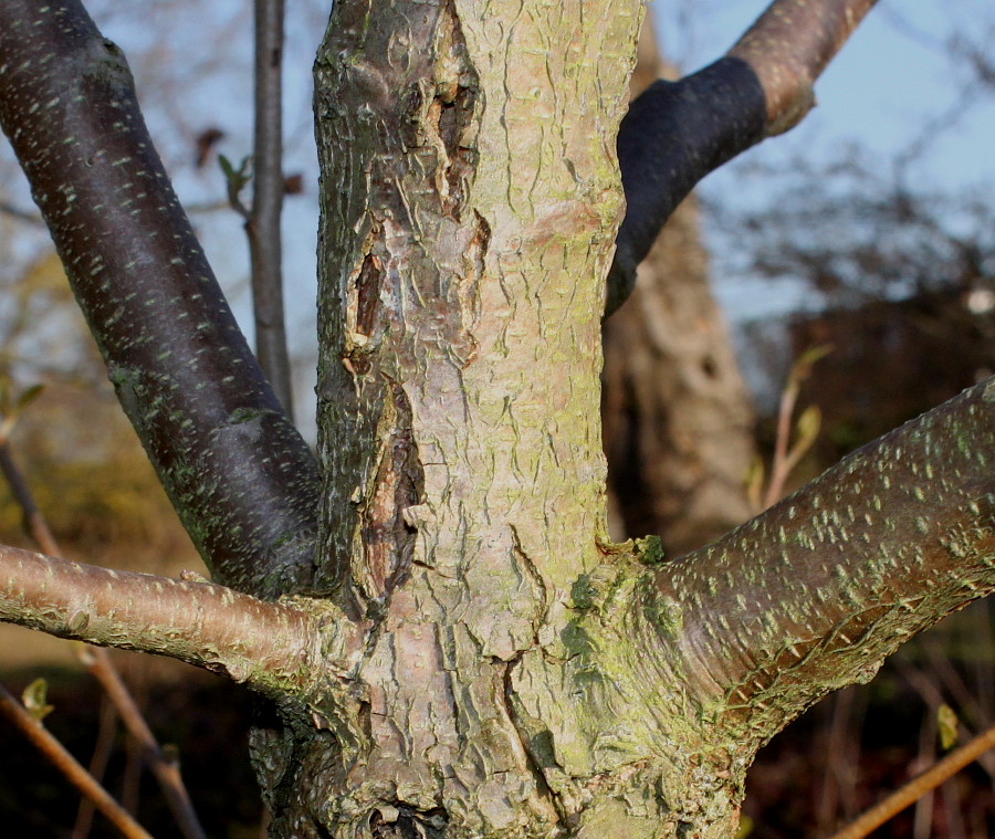 Image of Alnus japonica specimen.