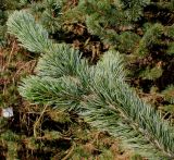 Pinus aristata