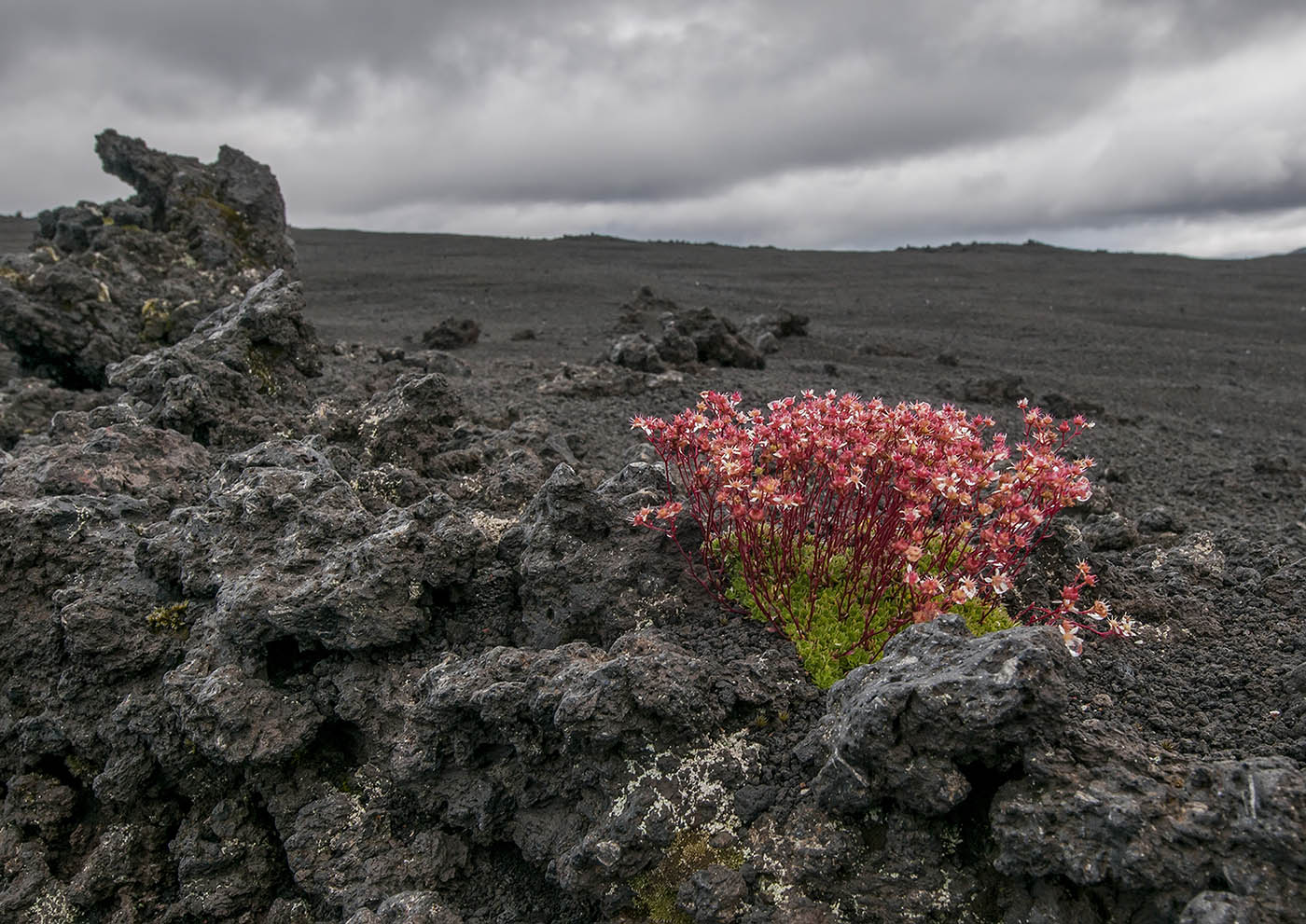 Image of Saxifraga funstonii specimen.