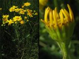 Senecio vernalis