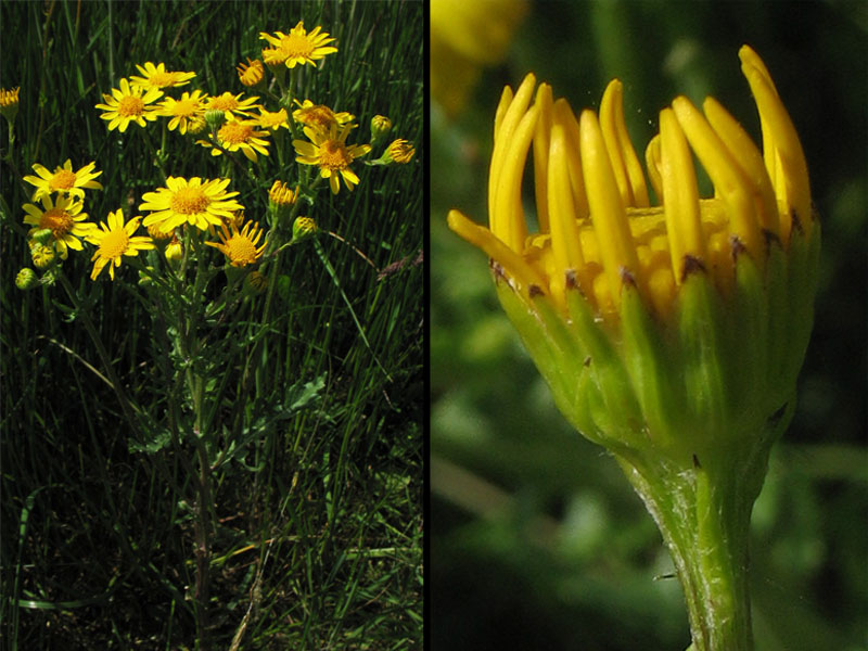 Image of Senecio vernalis specimen.