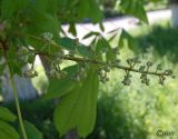 Aesculus hippocastanum