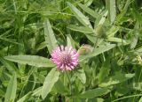 Trifolium alpestre. Верхушка побега с формирующимися и распускающимся соцветиями. Украина, г. Запорожье, пос. Солнечный, балка. 17.05.2014.