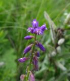 Polygala comosa