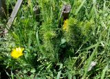 Adonis vernalis