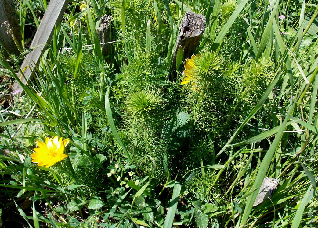 Image of Adonis vernalis specimen.