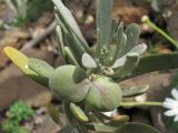 Neochamaelea pulverulenta. Верхушка побега с бутонами и завязавшимся плодом. Испания, Канарские острова, Тенерифе, мыс Тено, в зарослях суккулентных кустарников. 5 марта 2008 г.