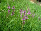 Polygala major. Верхушки цветущих и плодоносящих растений. Ставропольский край, г. Кисловодск, парк, около Красных камней, склон холма, в невысокой траве (43°53′51,68″ с.ш., 42°43′41,10″ в.д.). 29.05.2014.