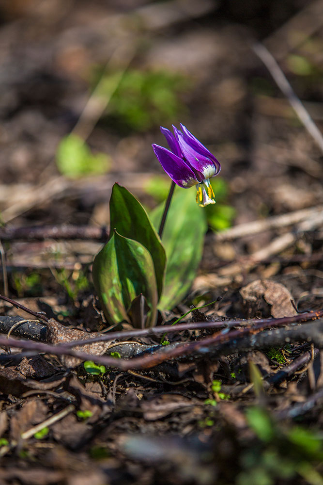 Изображение особи Erythronium sibiricum.