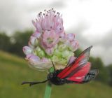 Allium strictum. Соцветие с бабочкой пестрянкой скабиозовой (Zygaena osterodensis). Татарстан, Бавлинский р-н, остепнённый склон. 23.06.2014.