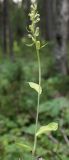 Dactylorhiza viridis. Цветущее растение. Архангельская обл., юг Пинежского р-на, мезоэвтрофно заболоченный елово-березняк. Середина августа.