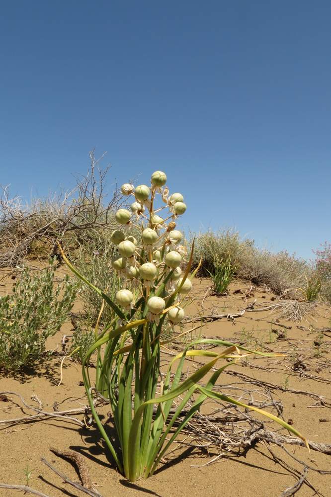 Image of Eremurus anisopterus specimen.