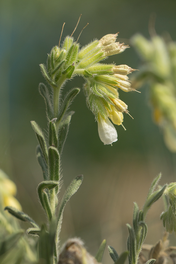 Image of Onosma montana specimen.