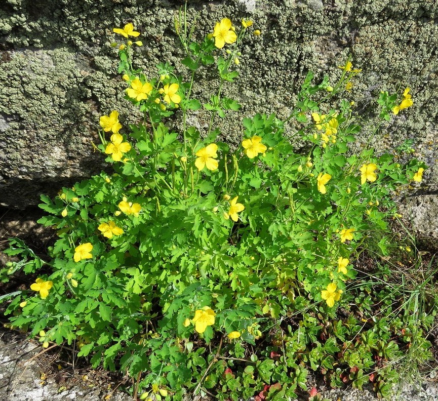 Изображение особи Chelidonium majus.