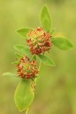 Trifolium pratense. Верхушка побега с соплодиями. Ростовская обл., Неклиновский р-н, Троицкое с/п, дол. р. Миус. 20.07.2014.