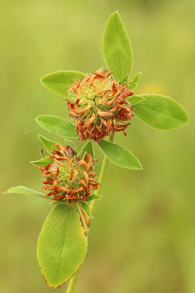 Изображение особи Trifolium pratense.