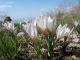 Crocus alatavicus