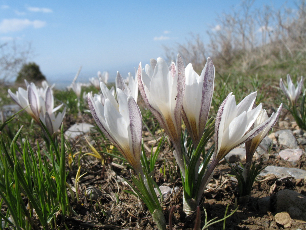 Изображение особи Crocus alatavicus.