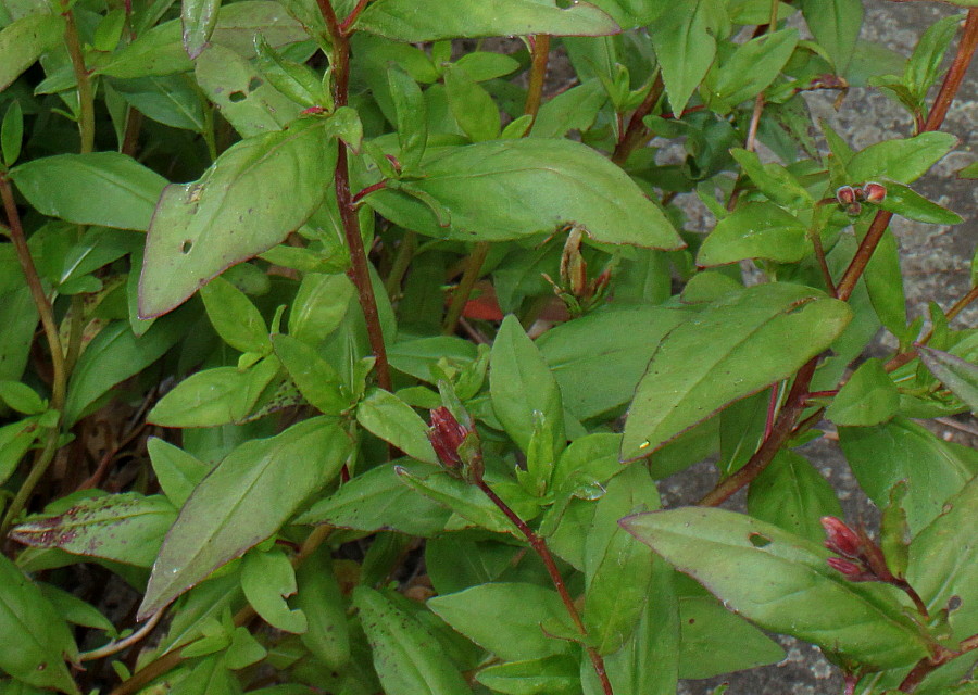 Изображение особи Oenothera fruticosa.