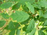 Acer cissifolium