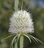 Dipsacus