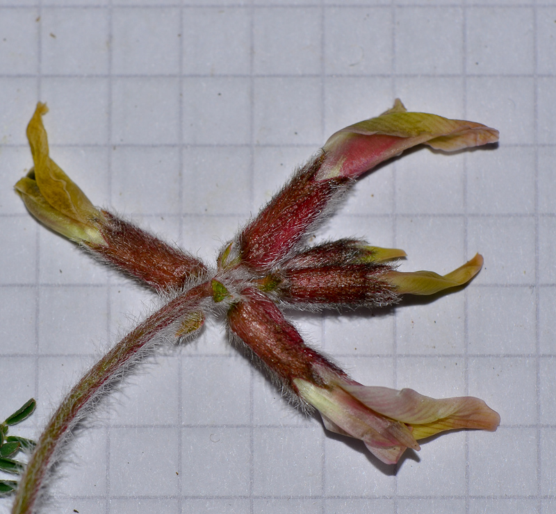 Изображение особи Astragalus berytheus.