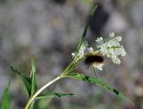 Aconogonon alpinum