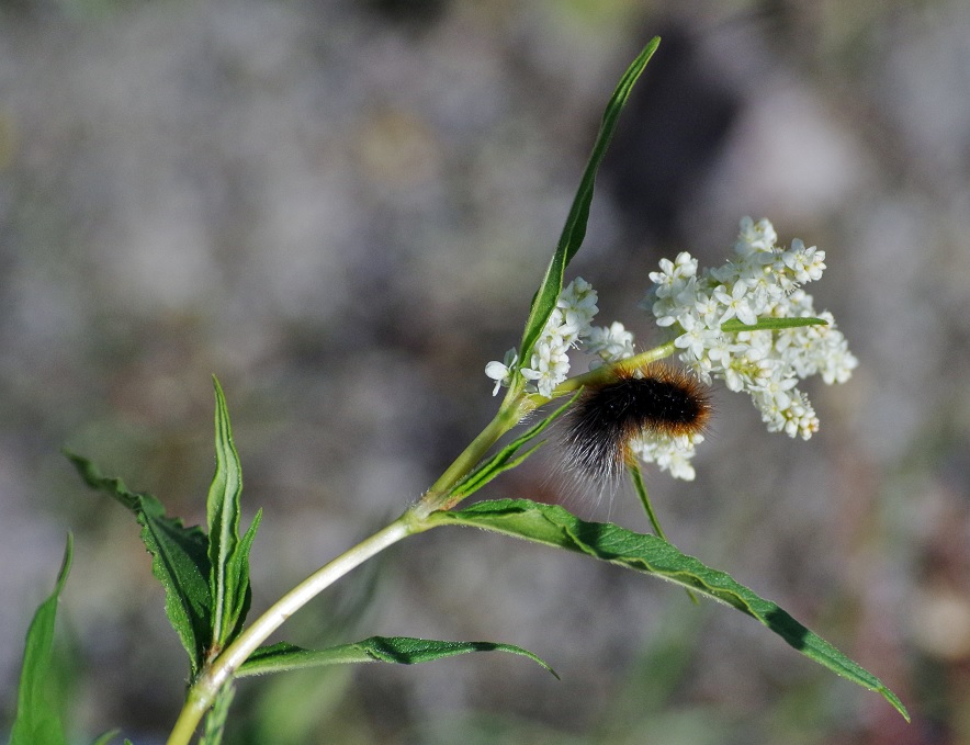 Изображение особи Aconogonon alpinum.