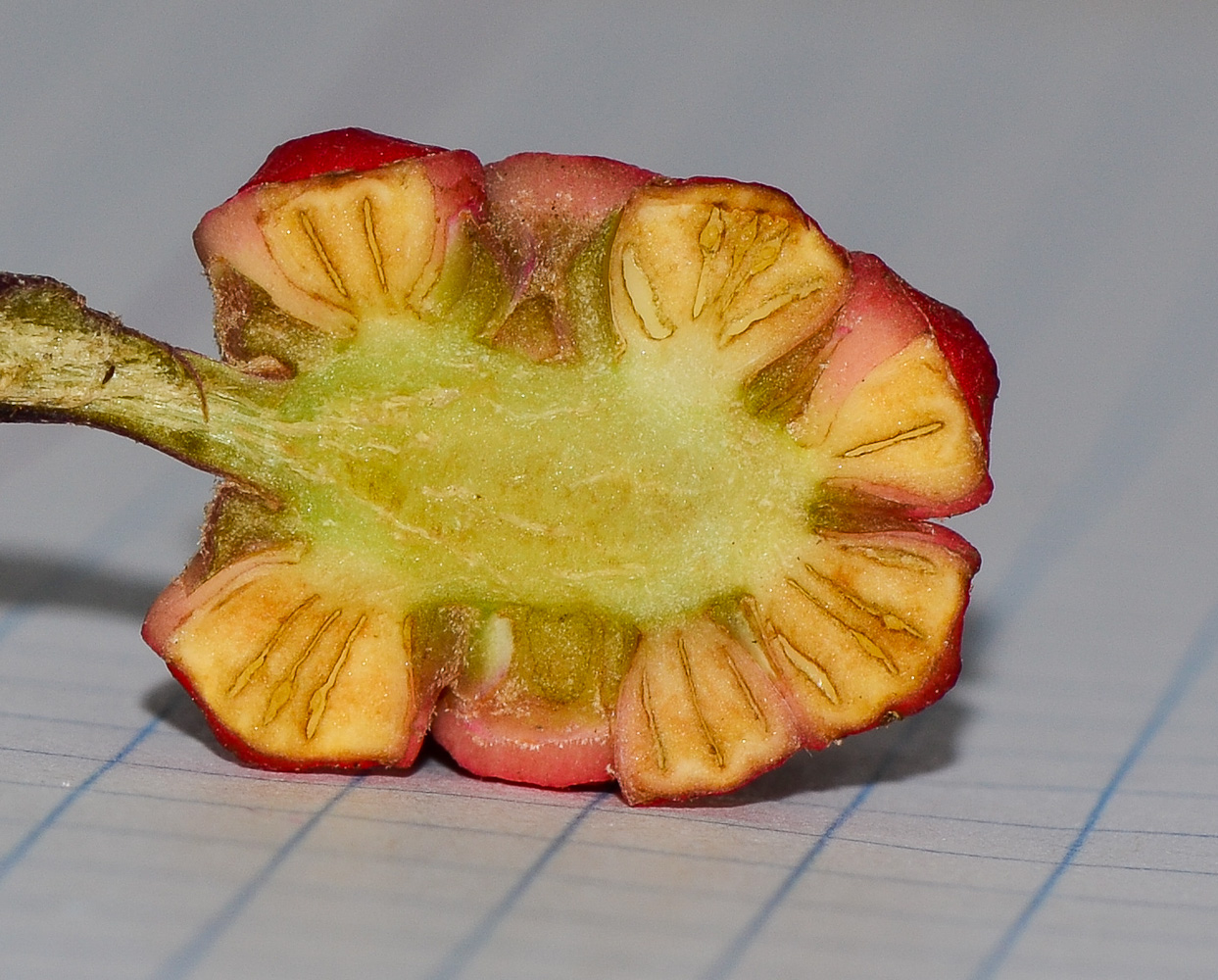 Image of Heptapleurum actinophyllum specimen.