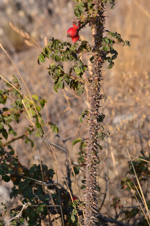 Image of Rosa turcica specimen.