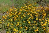 Rudbeckia fulgida